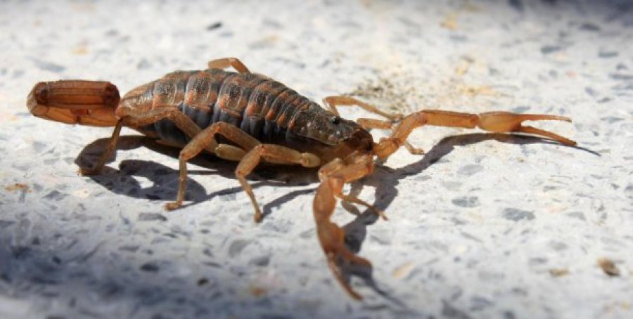 ALACRANES. Las peque&ntilde;as fueron internadas en el Hospital de Ni&ntilde;os de la ciudad, donde est&aacute;n en observaci&oacute;n.