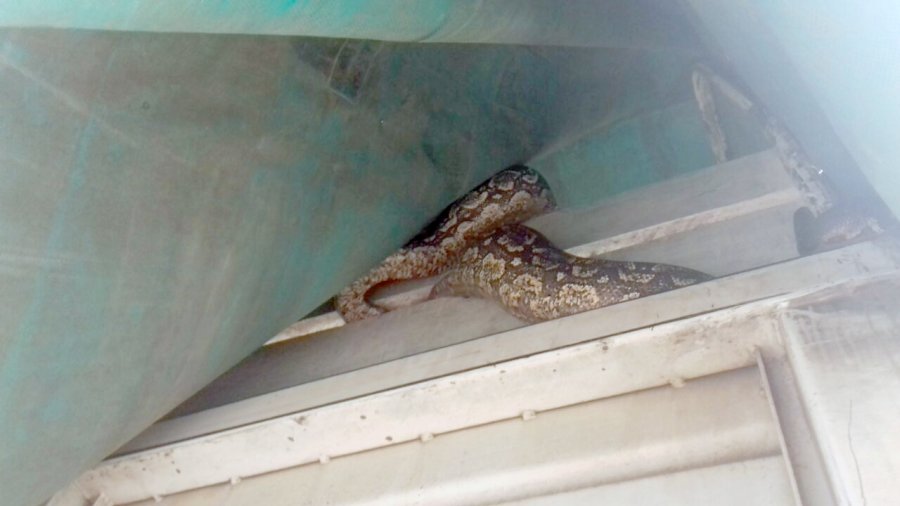 OFIDIO. La lampalagua enroscada en la parte superior. FOTO VILLARREAL