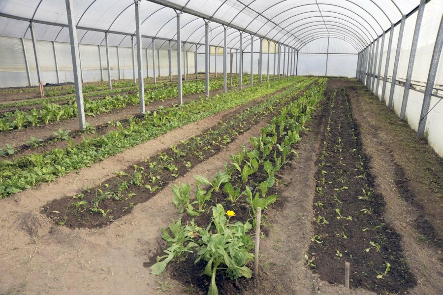 FOTO PRENSA MCTIP// HUERTA MUNICIPAL./ Es uno de los proyectos posibles.