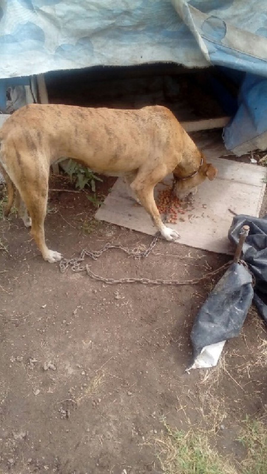 ESTRELLA./ Espera una mano solidaria.