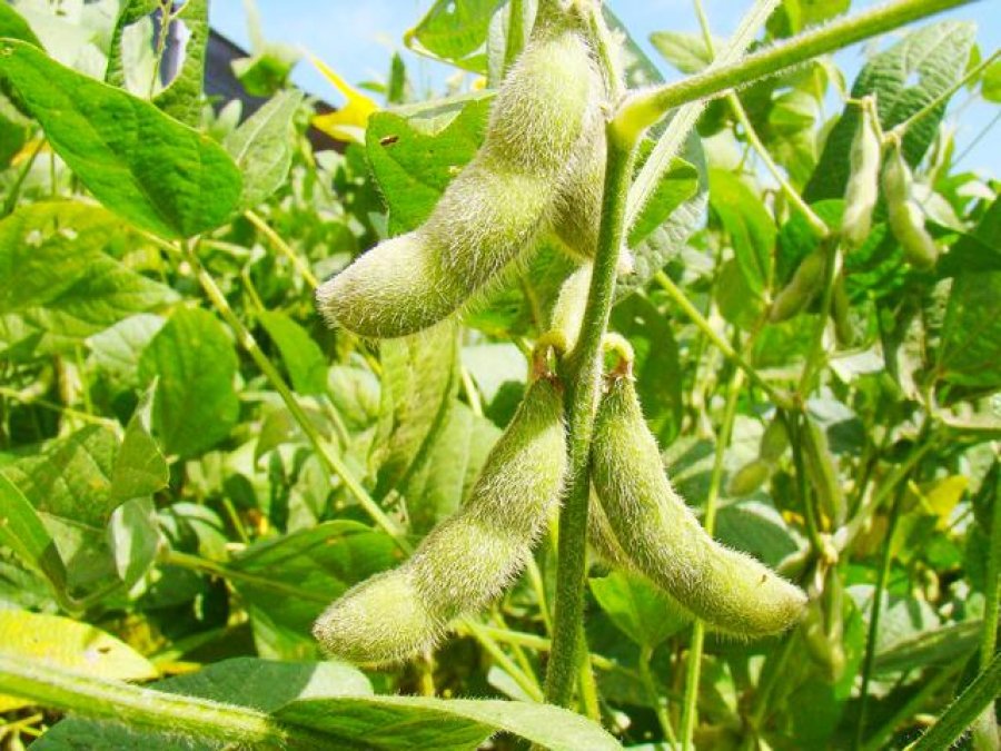 FOTO ARCHIVO SOJA. Seguirá aportando fuerte a pesar de la baja del 5% de retenciones.