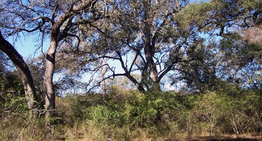 FOTO SINMORDAZA BOSQUES NATIVOS./ Es para la realización de planes de aprovechamiento sostenible.