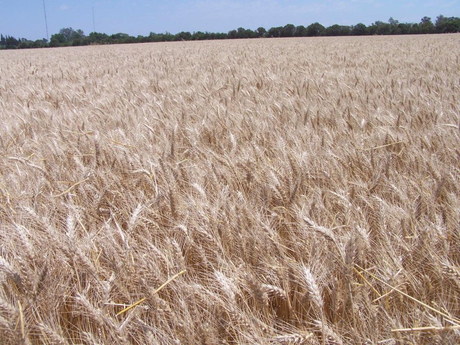 FOTO ARCHIVO PRODUCCIÓN TRIGUERA./ El año pasado constituyó un récord de exportaciones con nuevos mercados.