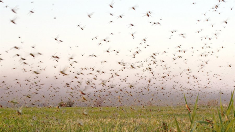 FOTO AGROSITIO LANGOSTAS./ Una explosión demográfica.