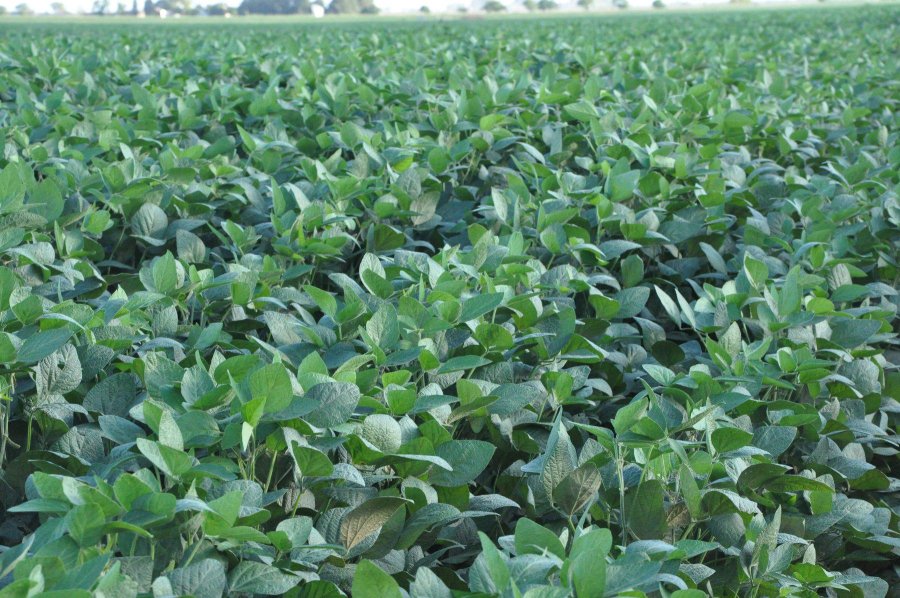 FOTO ARCHIVO SOJA. La de primera 85% muy bueno. La de segunda 68%.  FOTO ARCHIVO MAIZ. Se sembraron 95.700 hectáreas sobre 100.000 estimadas.