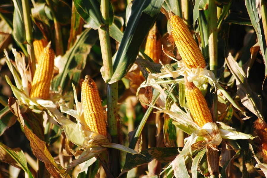 FOTO ARCHIVO SOJA. La de primera 85% muy bueno. La de segunda 68%.  FOTO ARCHIVO MAIZ. Se sembraron 95.700 hectáreas sobre 100.000 estimadas.