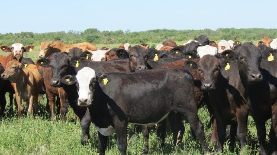 FOTO ARCHIVO CARNE VACUNA./ Los cortes cárnicos congelados a China fueron por un total de 92.200 toneladas.