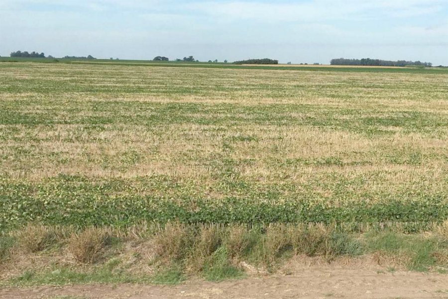 FOTO LA NACION SEQUIA./ Afecta a la principal región agrícola del país.