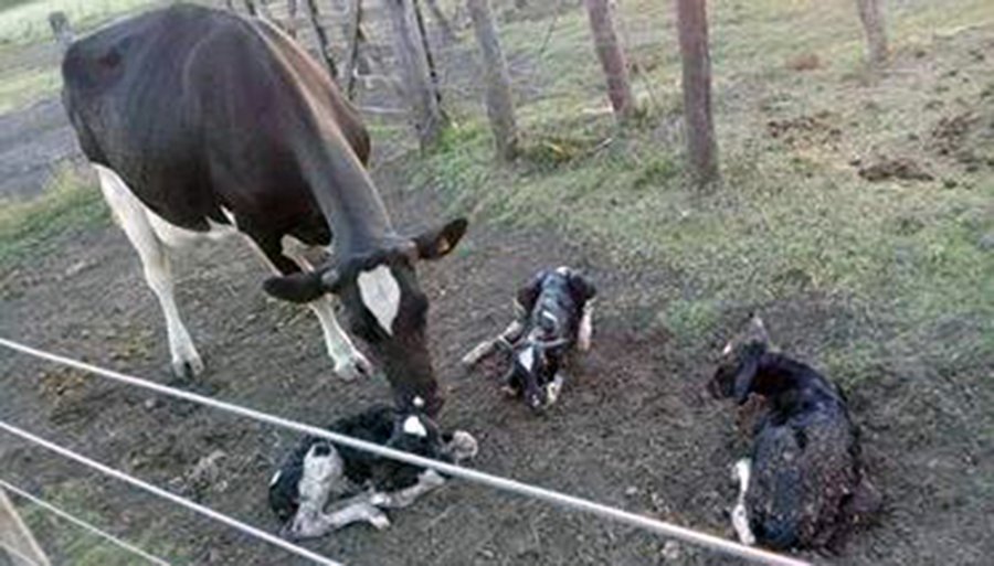 FOTO INFOCAMPO TRILLIZOS./ La vaca con sus terneros en un campo entrerriano.