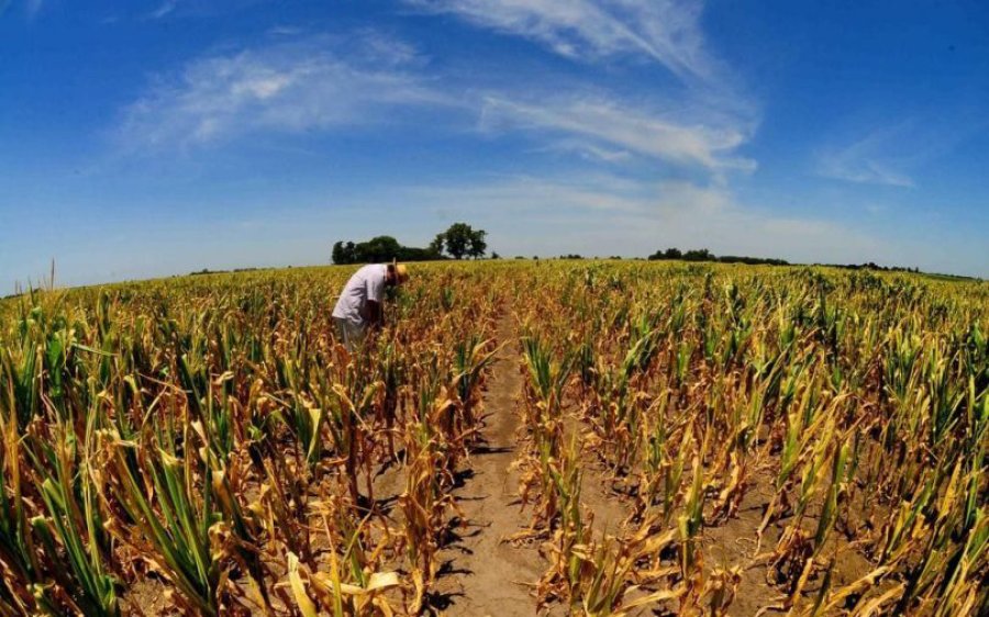 FOTO ARCHIVO SEQUIA./ Empiezan a estimar las pérdidas en el campo.