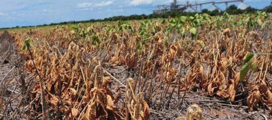 FOTO ARCHIVO SOJA./ Uno de los cultivos más afectados por la sequía existente en una amplia región del país.