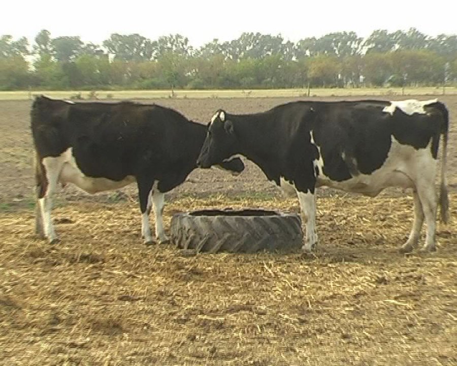 FOTO INTA RODEO./ Cómo preparar pasturas ante la sequía.