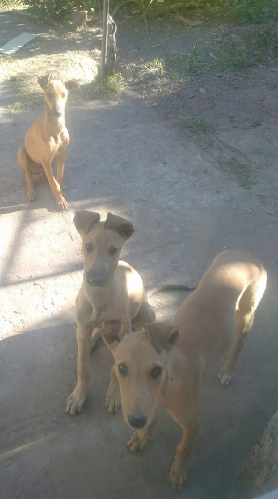 TRIO. Los tres cachorros galgo.