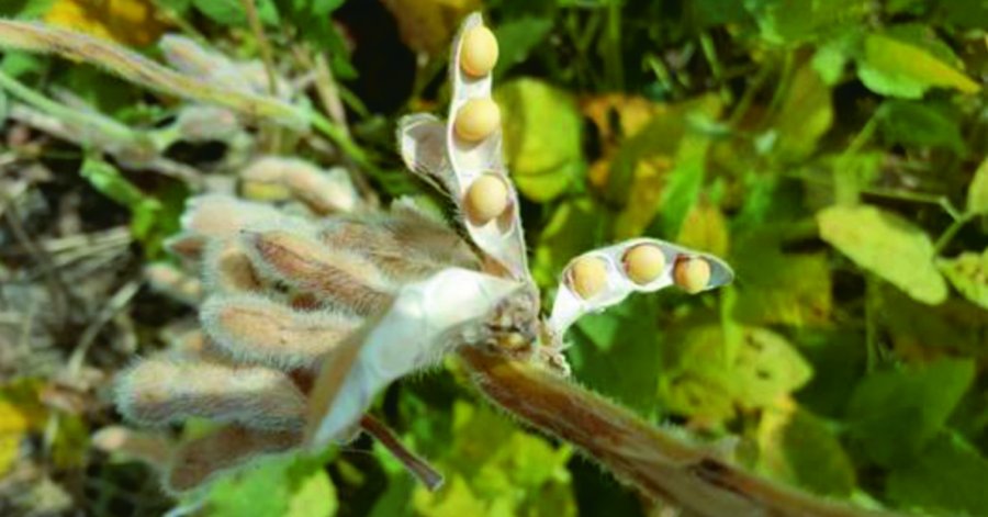 FOTO BOLSA DE COMERCIO SANTA FE SEQUIA. Lote de maíz de segunda, en crecimiento y desarrollo restringido por escasa a nula disponibilidad de agua útil en el centro del departamento Castellanos.