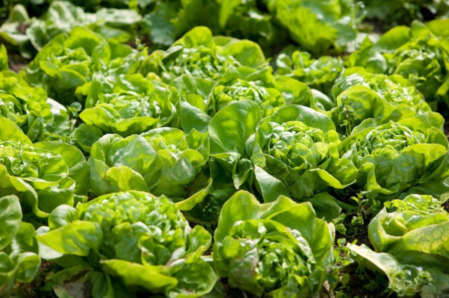 FOTO ES.123.RF.COM LECHUGA./ Ideal para sembrar en los meses de otoño.