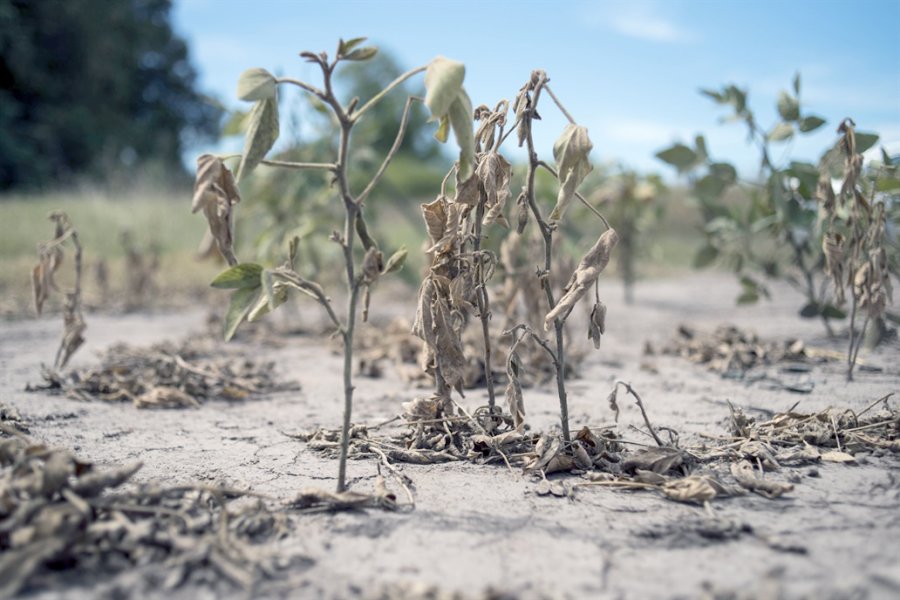 FOTO ARCHIVO SEQUIA./ "¿Vino para quedarse o cuándo se terminará?", preguntan los productores.