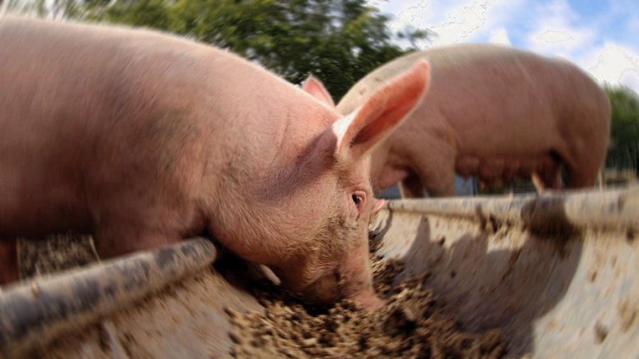 FOTO SLT-FAUBA CERDOS./ Como todos los animales, sufren estrés calórico en el verano.