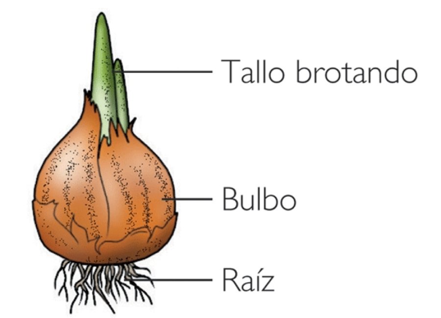 FOTO DICIONARIOBIOLOGIA BULBO./ Es órgano de reserva subterránea.