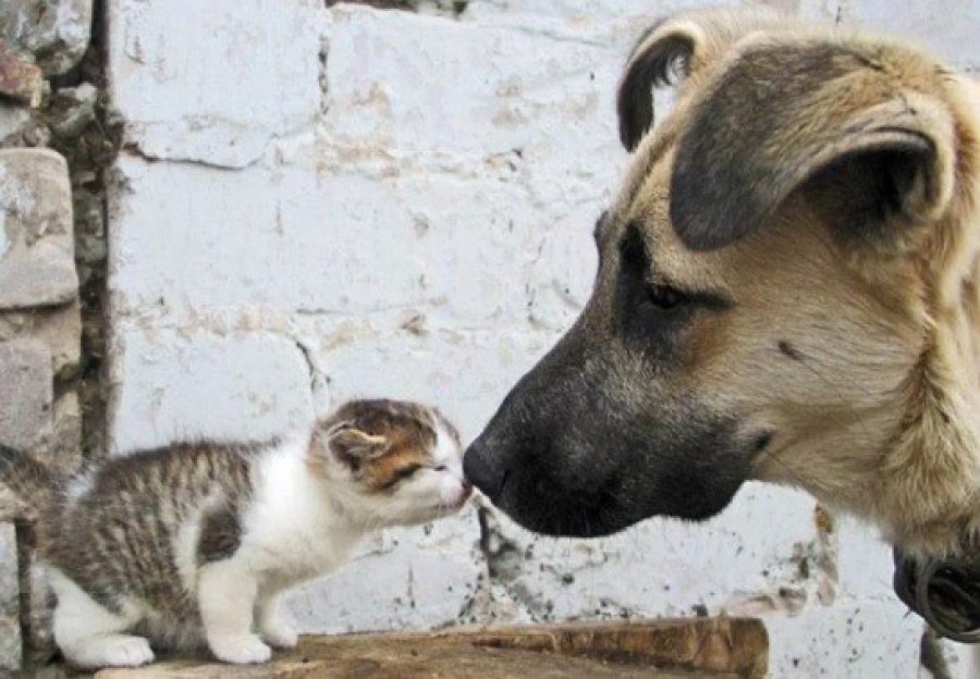 FOTO SCP// DIA DEL ANIMAL./ Ser&aacute; recordado con diversas actividades.