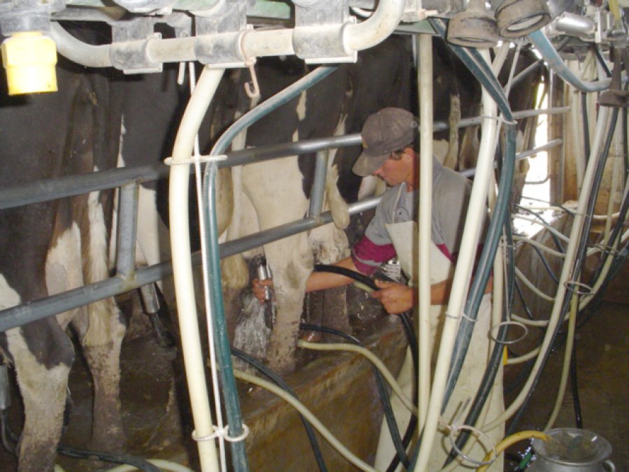 FOTO INTA RAFAELA LECHERIA PAMPEANA./ Un informe realizado en las provincias de Santa Fe, Córdoba, Buenos Aires y Entre Ríos.