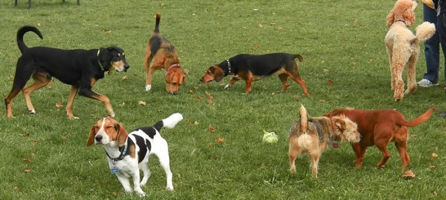 FOTO SCP// DESFILE CANINO./ Tendr&aacute; lugar el domingo en Plaza Pizzurno.