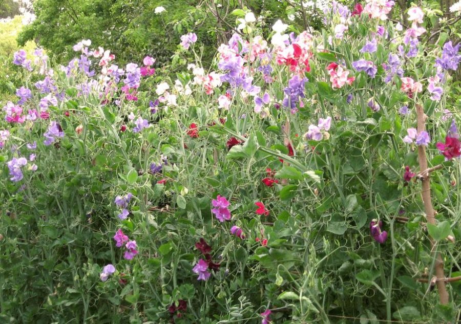 FOTO ENELJARDIN ARVEJILLAS./Así se verán en la primavera.