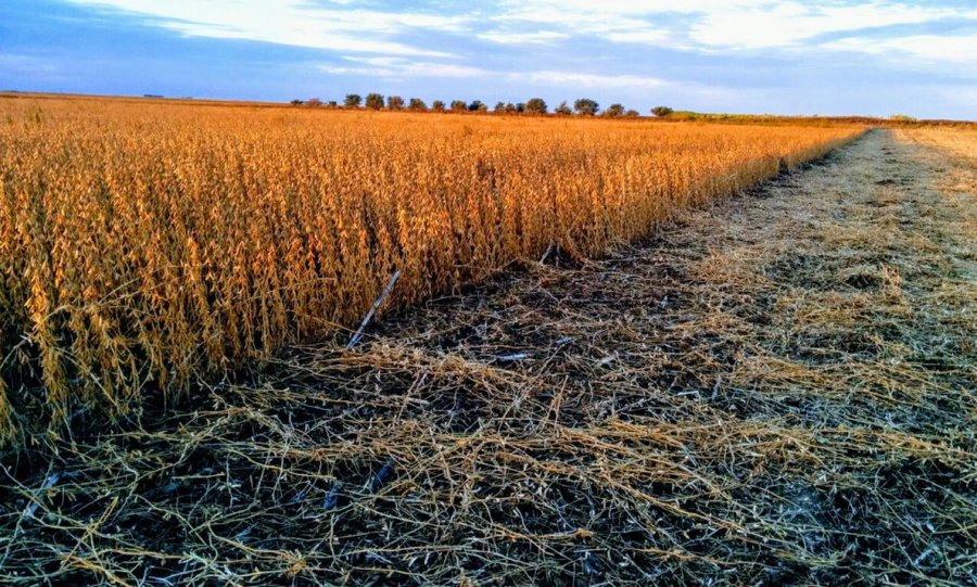FOTO BOLSA DE COMERCIO DE SANTA FE TRILLA DEMORADA. Por las constantes lluvias que afectaron la región en la última semana no hubo avances.