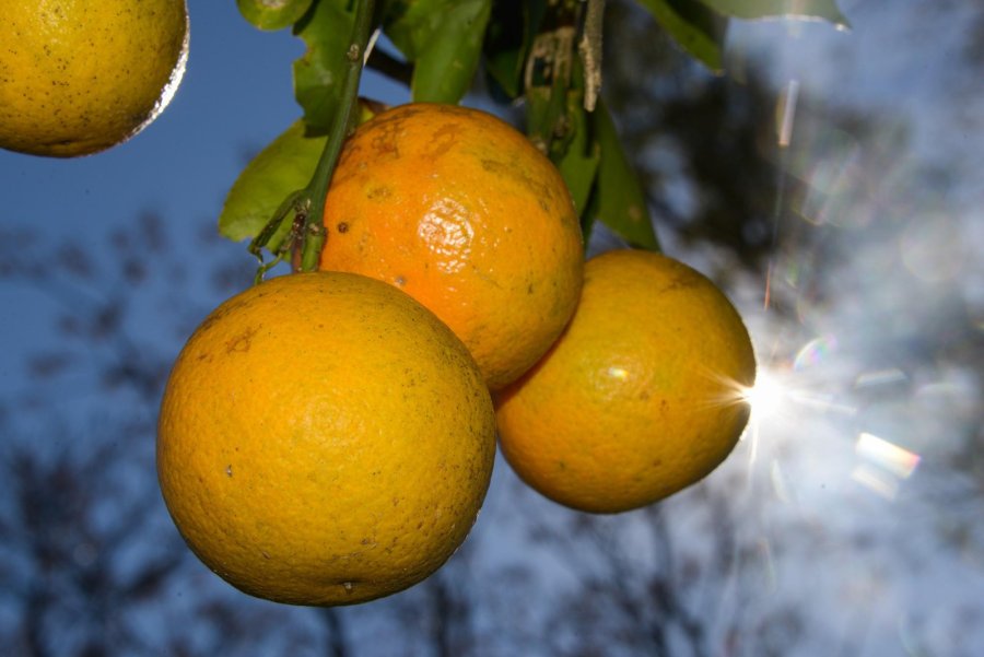 FOTO MAI FRUTAS./ Solicitaron licencias de importación.