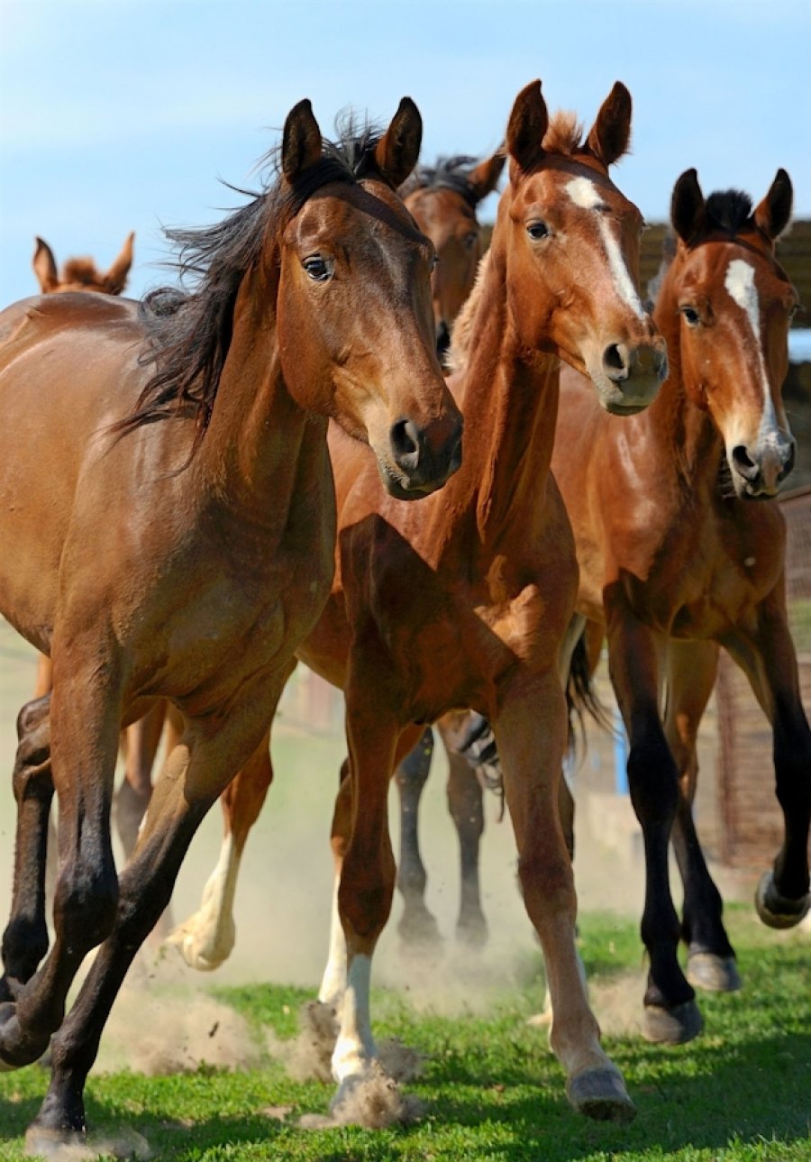 FOTO LA NACION CUATRERISMO./ El robo de caballos, un mal "endémico".