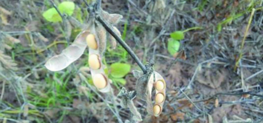 FOTO BCSF CASTELLANOS./ Lote de soja de 2ª, sobre rastrojo de trigo, con buen estado del grano al comienzo del período húmedo.