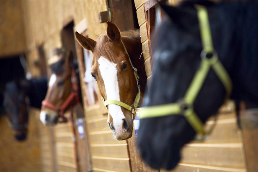 FOTO LA NACION 1° TRIMESTRE 2018./ Hubo un 20% más de ventas de equinos al exterior en relación al mismo período del año pasado.