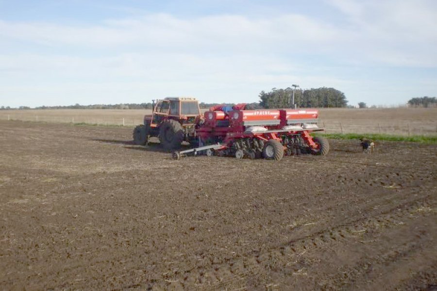 FOTO ARCHIVO TRIGO. En la última semana comenzó la siembra en la región.