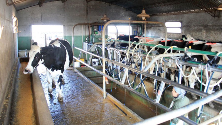 FOTO ARCHIVO LECHERÍA./ El sector se vio agravado por la subida del dólar y la devaluación.
