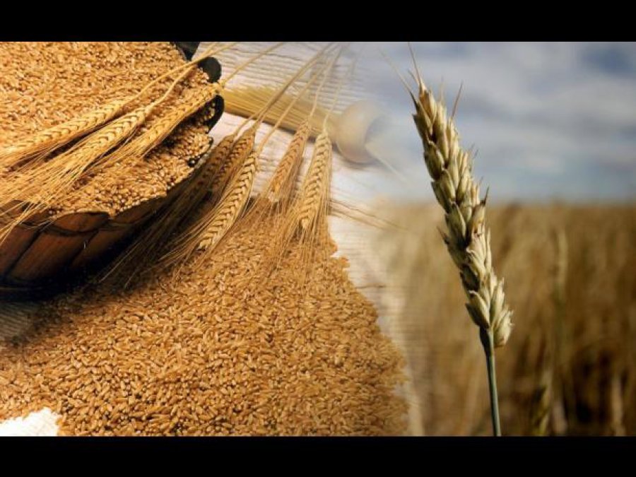 FOTO ARCHIVO TRIGO./ Las compras son tres veces más que un año atrás.