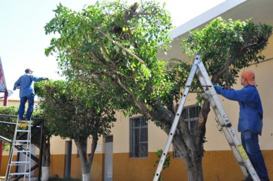 FOTO ENTREMEDIOSWEB.COM PODA DE ARBOLES./ Se necesitan funcionarios que se profesionalicen en el manejo del arbolado urbano.