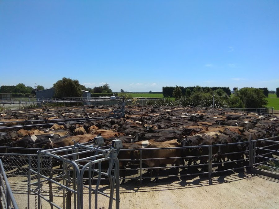 FOTOS MARCOS BONET ANIMALES PASTANDO./ Isla norte ubicada en la región Bay of Plenty de Nueva Zelanda. CORRAL DE ESPERA./ Sistema automatizado en la zona de Canterbury. ROMPEVIENTOS./ Utilización de cortinas naturales contra la erosión eólica.
