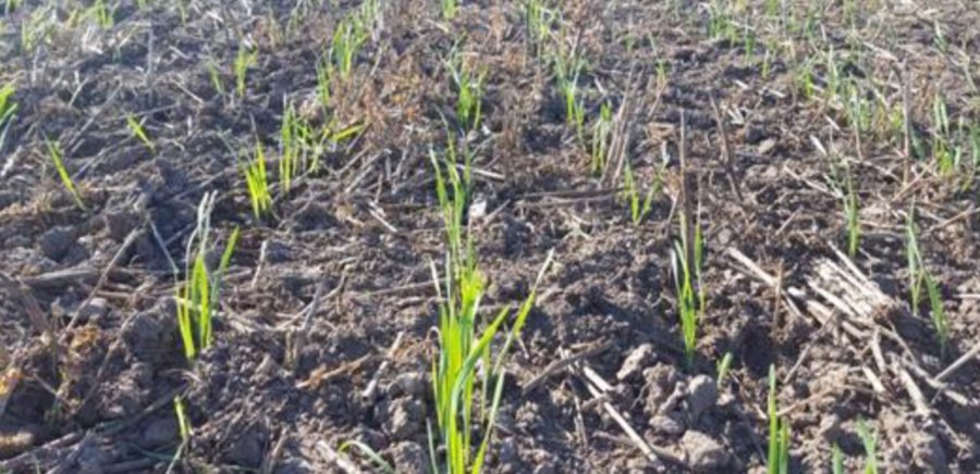 FOTO BOLSA DE COMERCIO LOTE DE TRIGO./ En pleno crecimiento y buena germinación en el noroeste del departamento Castellanos.