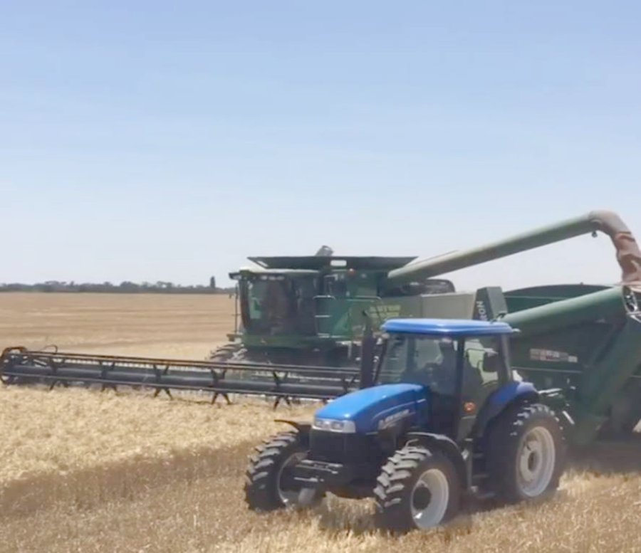 FOTO G.TREGNAGHI COSECHA. Trigo, en un campo del norte santafesino.