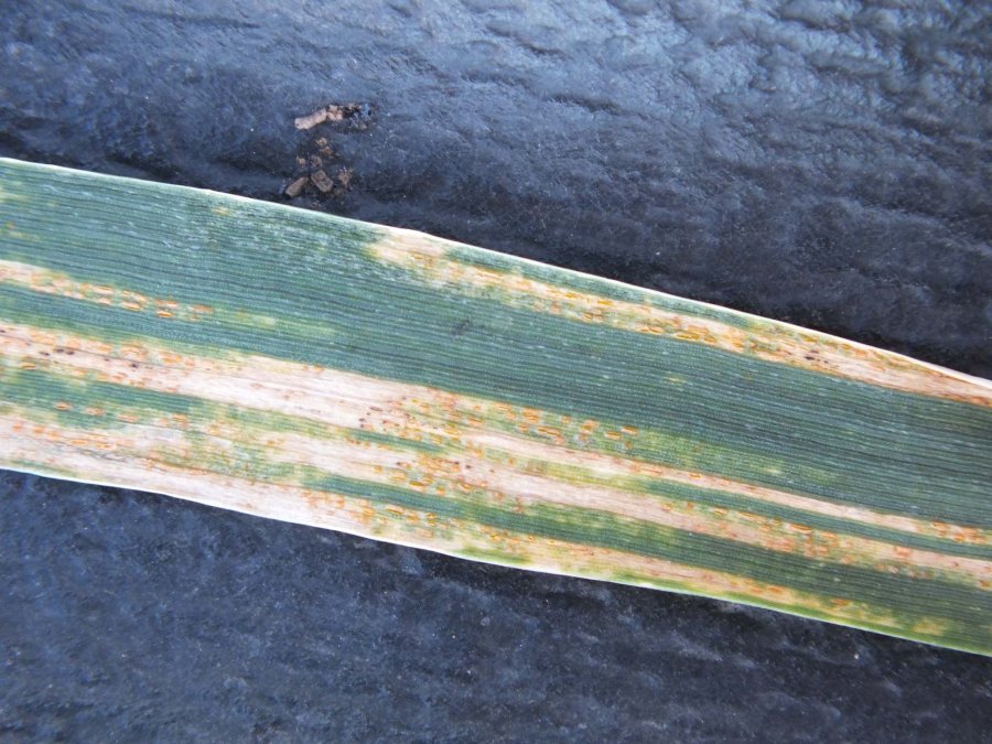 FOTO AJASPER ROYA AMARILLA./ Afectó casi 3 millones de hectáreas de trigo.