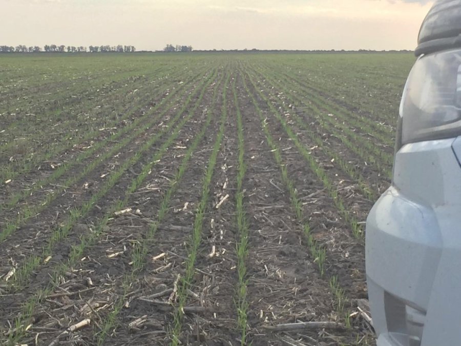 FOTO G. TREGNAGHI ZONA DE TOSTADO. Un campo muestra un muy buen comienzo del trigo en el norte provincial.