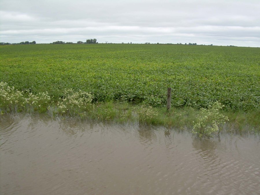 FOTO BOLSA DE COMERCIO DE SANTA FE PARA EL OLVIDO./ La soja tuvo un rendimiento promedio de 16,5 qq/ha.