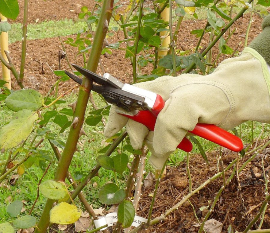 FOTO ARCHIVO  ROSAS BONITAS. Visten como pocas el jardín, pero requieren mantenimiento.