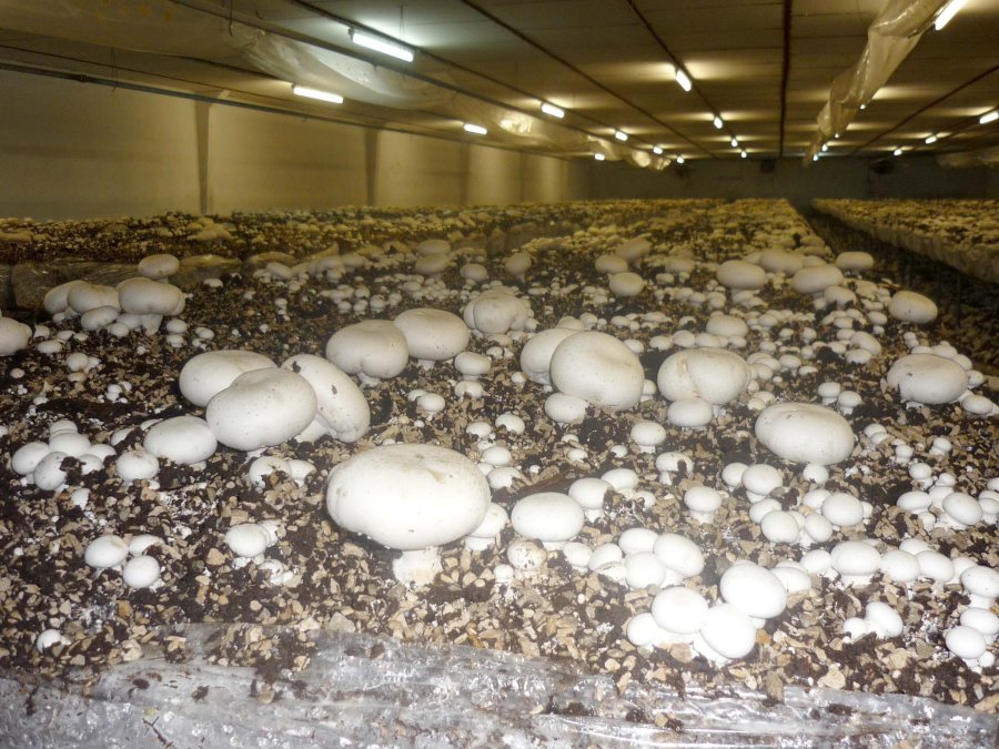 FOTO CP// HONGOS COMESTIBLES./ El curso se desarrollar&aacute; el pr&oacute;ximo s&aacute;bado en el s&eacute;ptimo piso de la Municipalidad local.