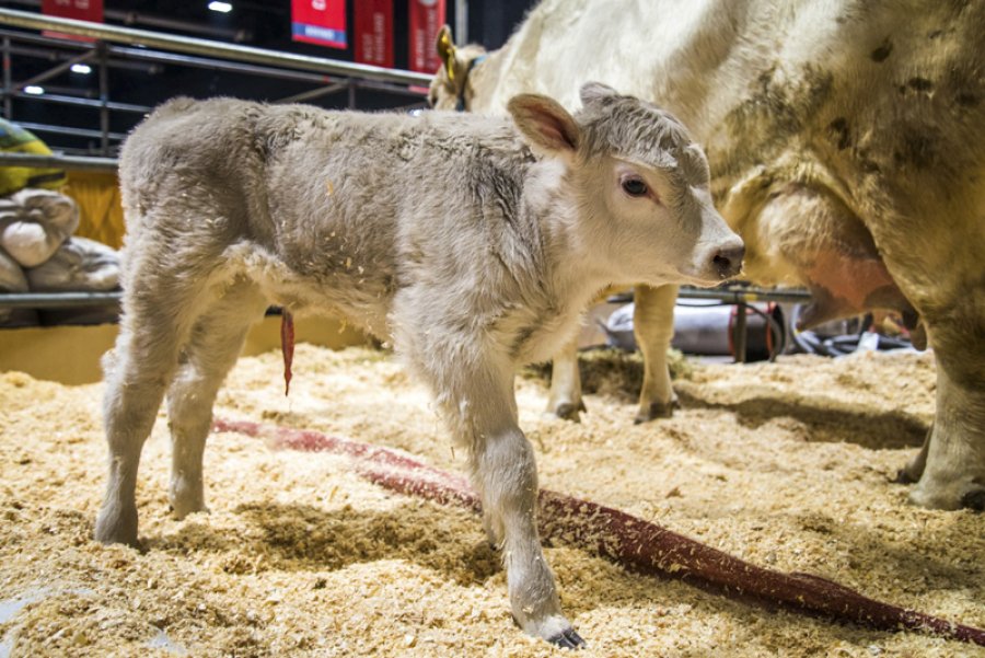 FOTO NA TERNERITA. Se llama Pituca y pesó 31 kilos al nacer.