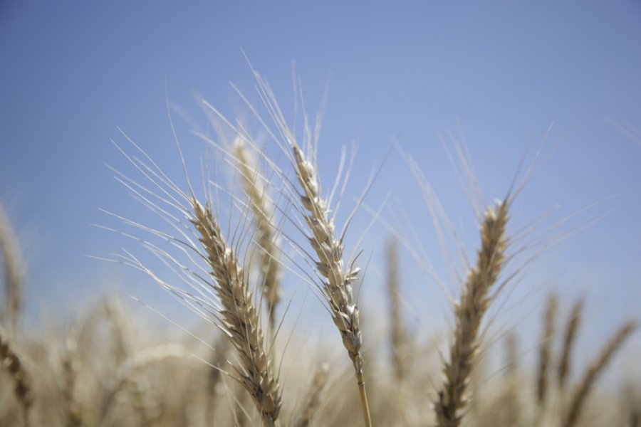 FOTO ARCHIVO  EXPECTATIVAS. La nueva campaña despierta entusiasmo pese al contexto económico.