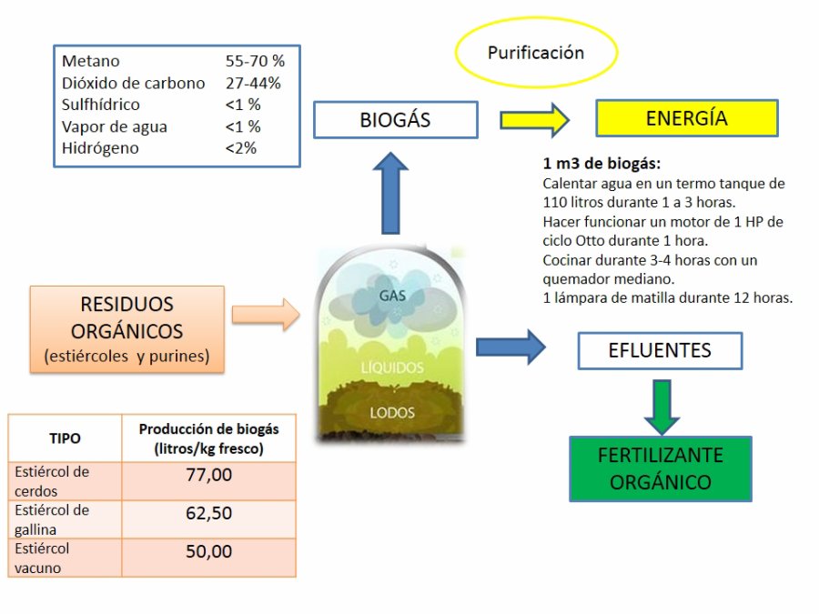 INFOGRAFIA INTA RAFAELA