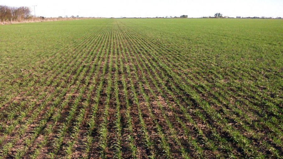 FOTO ARCHIVO CAMPO SEMBRADO. El trigo evoluciona bien en el centro norte santafesino.