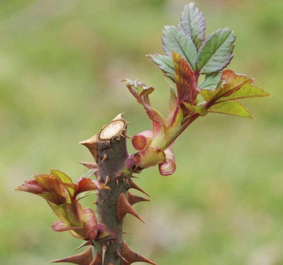 FOTO GARDENCENTEREJEA.COM INVIERNO. Cómo podar los rosales.