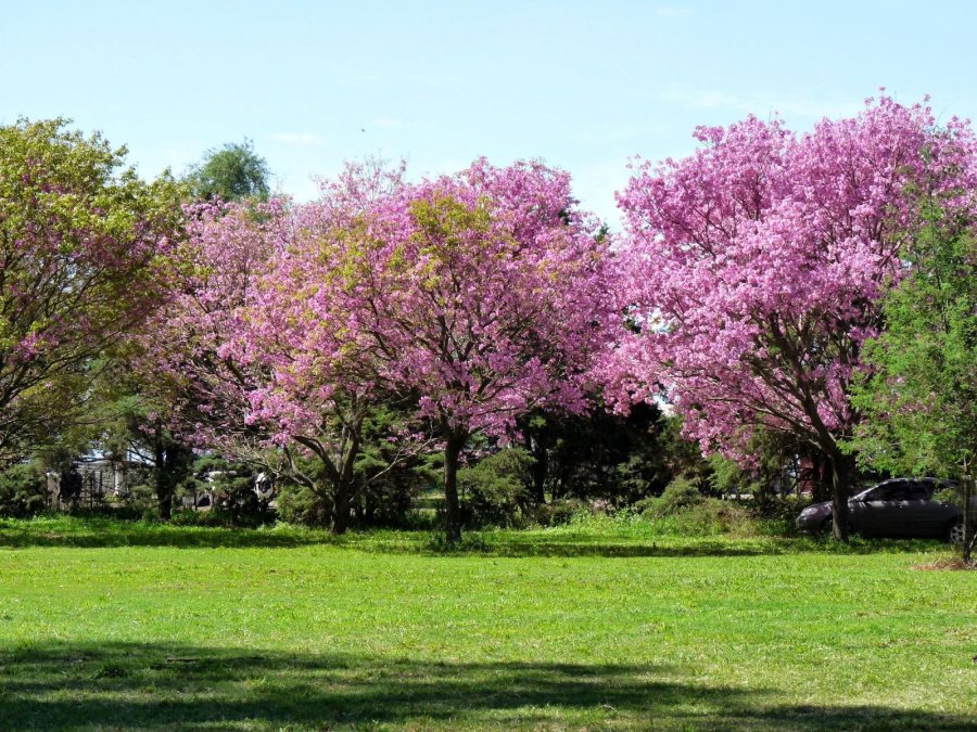 FOTO ARCHIVO LAPACHO./ Su floración es espectacular.