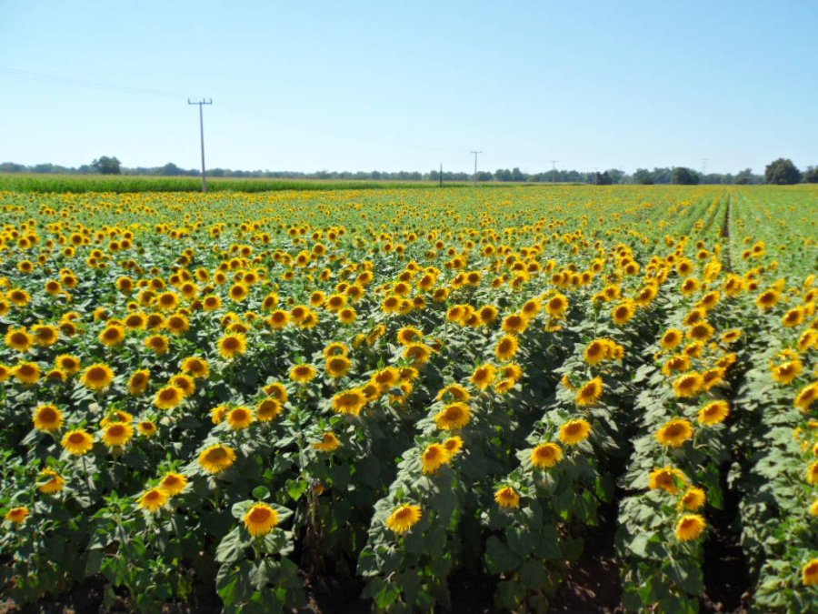 FOTO ARCHIVO GIRASOL./ Empezó a sembrarse en el norte de la provincia de Santa Fe.